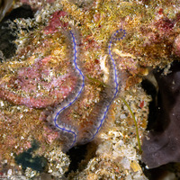 Macrophiothrix martensi (Marten’s Brittle Star)