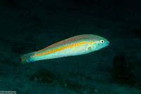Halichoeres hartzfeldii (Goldstripe Wrasse)