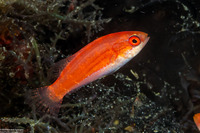 Paracheilinus filamentosus (Filamentous Flasher Wrasse)