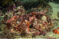 Scorpaenopsis diabolus (Devil Scorpionfish)