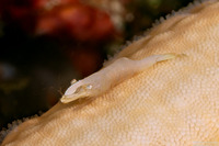 Zenopontonia soror (Sea Star Shrimp)