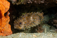 Cyclichthys orbicularis (Orbicular Burrfish)