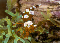 Thor amboinensis (Squat Shrimp)