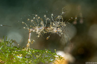 Caprella sp.1 (Skeleton Shrimp)
