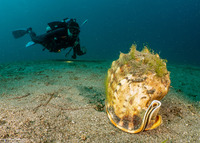 Cassis cornuta (Horned Helmet)