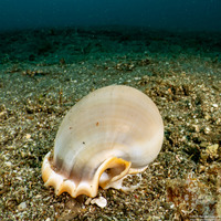 Phalium glaucum (Grey Bonnet)