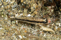 Asterropteryx striata (Striped Goby)