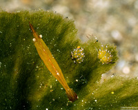 Hayashidonus japonicus (Japanese Night Shrimp)