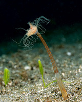 Corymorpha tropica (Corymorpha Tropica)