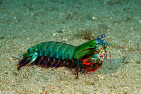 Odontodactylus scyllarus (Peacock Mantis Shrimp)
