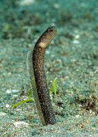 Heteroconger perissodon (Black Garden Eel)