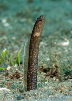 Heteroconger perissodon (Black Garden Eel)