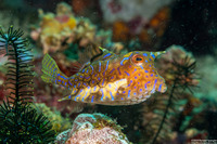 Lactoria fornasini (Thornback Cowfish)