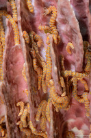 Synaptula sp.4 (Synaptula sp.4)