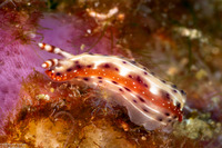 Hypselodoris decorata (Decorated Hypselodoris)