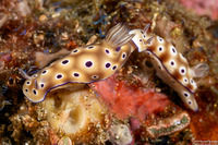 Hypselodoris tryoni (Tryon's Risbecia)
