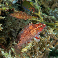 Pteragogus cryptus (Cryptic Wrasse)
