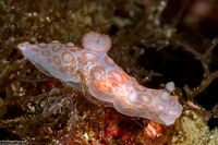 Gymnodoris sp.1 (Pink-Spotted Gymnodoris)