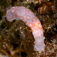 Gymnodoris sp.1 (Pink-Spotted Gymnodoris)