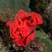 Hexabranchus lacer (Spanish Lace Dancer)
