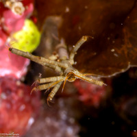 Cerapus sp.1 (Cannolipod)