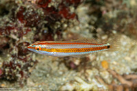 Halichoeres hartzfeldii (Goldstripe Wrasse)