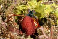 Odontodactylus scyllarus (Peacock Mantis Shrimp)