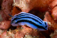 Phyllidiopsis annae (Anne's Phyllidiopsis)