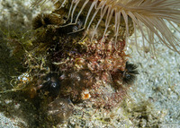 Phoronis australis (Southern Horseshoe Worm)