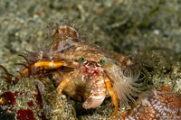 Dardanus pedunculatus (Anemone Hermit Crab)