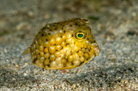 Lactoria cornuta (Longhorn Cowfish)