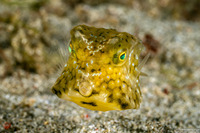 Lactoria cornuta (Longhorn Cowfish)