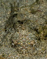 Thysanophyrs celebica (Celebes Flathead)