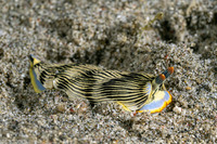 Armina semperi (Semper's Armina)