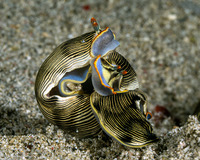 Armina semperi (Semper's Armina)