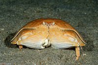 Calappa calappa (Giant Box Crab)