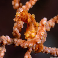 Hippocampus bargibanti (Pygmy Seahorse)