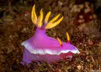 Hypselodoris apolegma (Robe Hem Hypselodoris)
