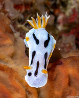 Chromodoris dianae (Diana's Chromodoris)