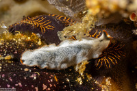 Cycloporus cf. venetus (Cycloporus cf. venetus)