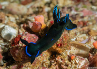 Tambja morosa (Gloomy Nudibranch)