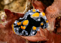 Phyllidia exquisita (Exquisite Phyllidia)
