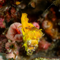 Epidendrium aureum (Golden Wentletrap)