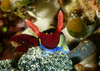 Nembrotha chamberlaini (Chamberlain's Nembrotha)