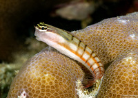 Ecsenius dilemma (Twocoat Coralblenny)