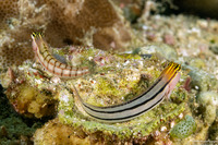 Ecsenius dilemma (Twocoat Coralblenny)