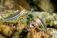 Ecsenius dilemma (Twocoat Coralblenny)