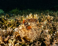 Jorunna rubescens (Red-Lined Jorunna)