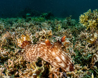Jorunna rubescens (Red-Lined Jorunna)