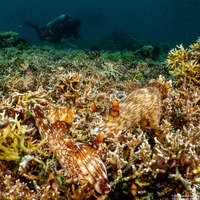Jorunna rubescens (Red-Lined Jorunna)